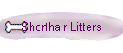 Shorthair Litters