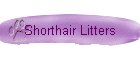 Shorthair Litters
