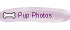 Pup Photos