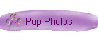 Pup Photos