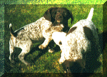 puplaysm.gif (14911 bytes)